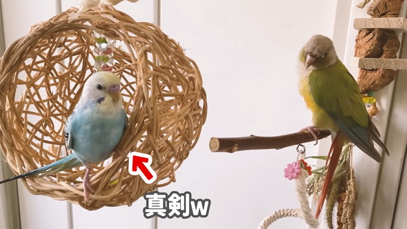 「ハッピーハッピー」と歌うセキセイインコさん