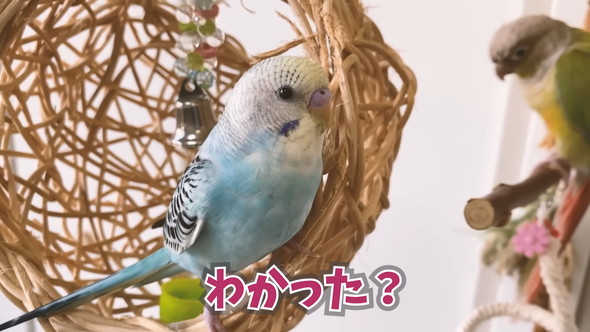 「ハッピーハッピー」と歌うセキセイインコさん