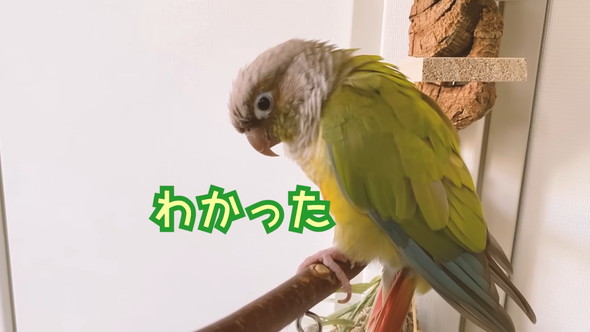 「ハッピーハッピー」と歌うセキセイインコさん