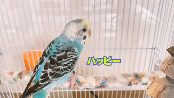 「ハッピーハッピー」と歌うセキセイインコさん