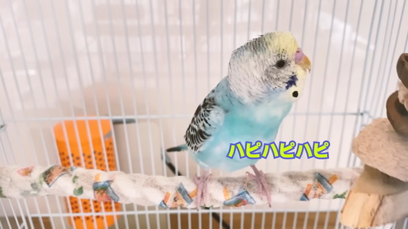 「ハッピーハッピー」と歌うセキセイインコさん