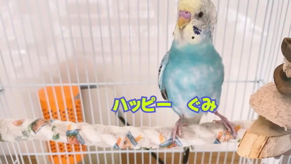 「ハッピーハッピー」と歌うセキセイインコさん