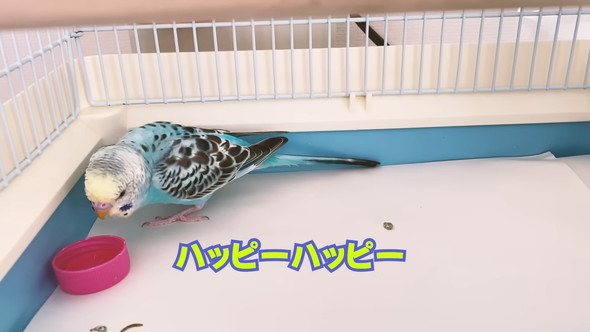 「ハッピーハッピー」と歌うセキセイインコさん