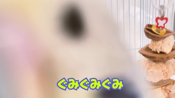 「ハッピーハッピー」と歌うセキセイインコさん