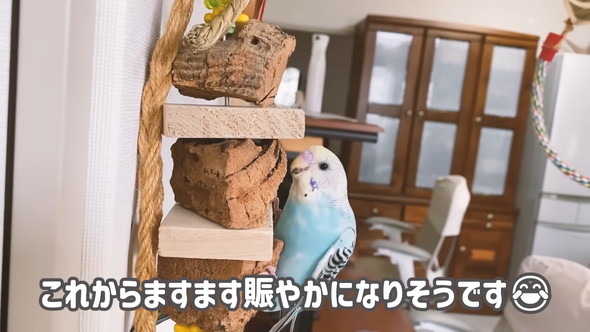 「ハッピーハッピー」と歌うセキセイインコさん