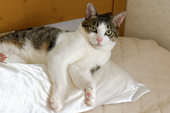 枕でくつろぐ猫ちゃん