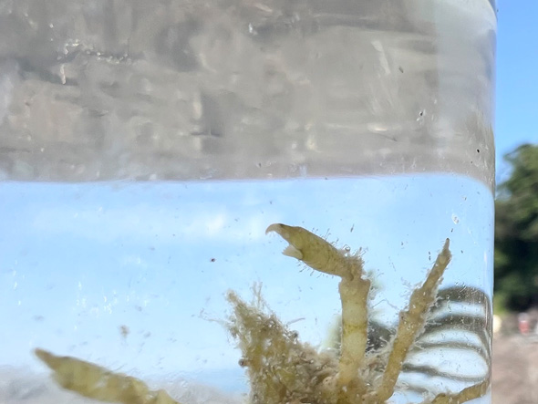 小さいおにぎりをつけたカニ