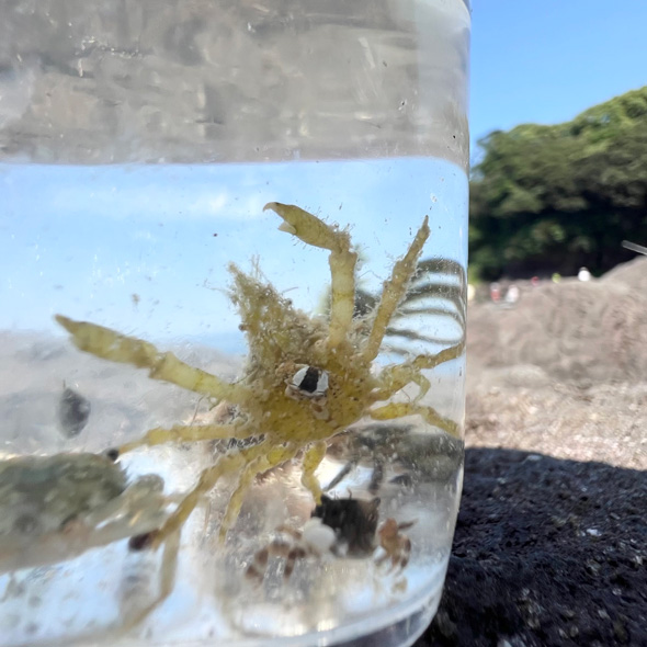 小さいおにぎりをつけたカニ