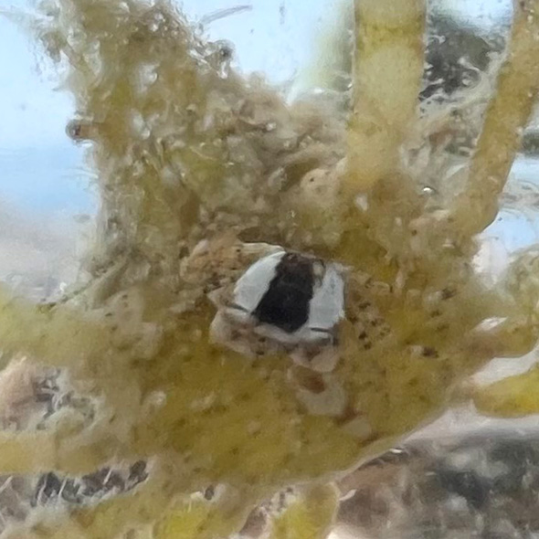 小さいおにぎりをつけたカニ