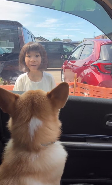 お姉ちゃんをお迎えするコーギー