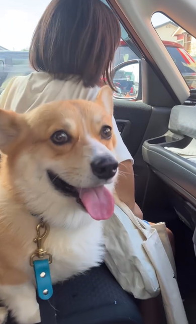 お姉ちゃんをお迎えするコーギー