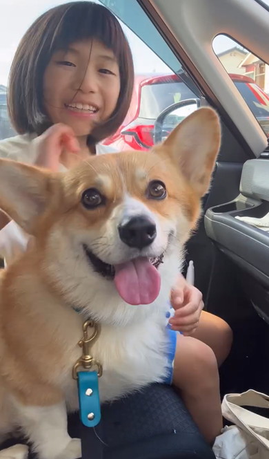 お姉ちゃんをお迎えするコーギー