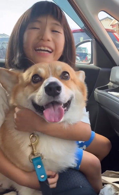 お姉ちゃんをお迎えするコーギー