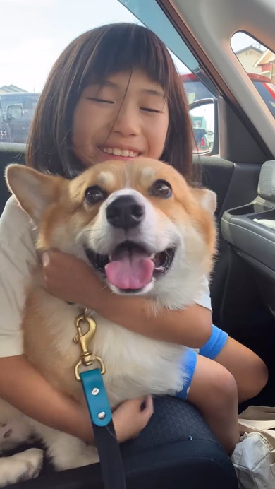 お姉ちゃんをお迎えするコーギー