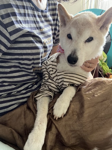 ボーダー着たワンコ