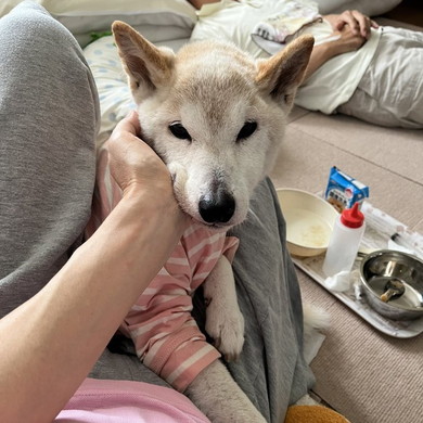 ボーダー着たワンコ