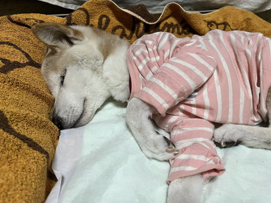 寝てる柴犬