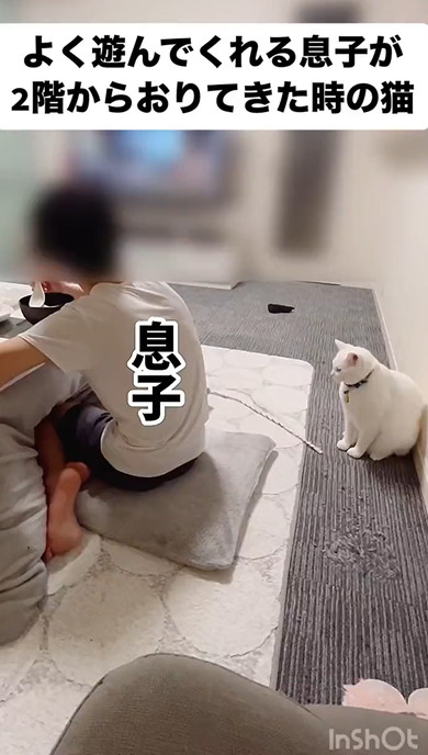 遊んでくれるのを待つ猫