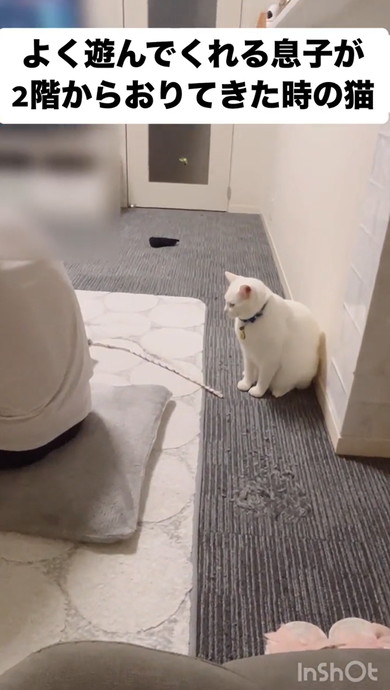 遊んでくれるのを待つ猫