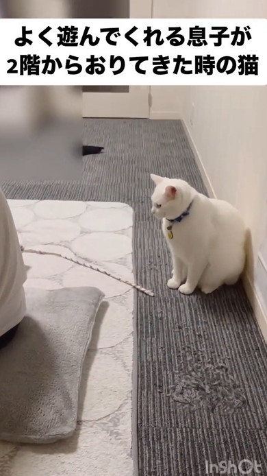 遊んでくれるのを待つ猫