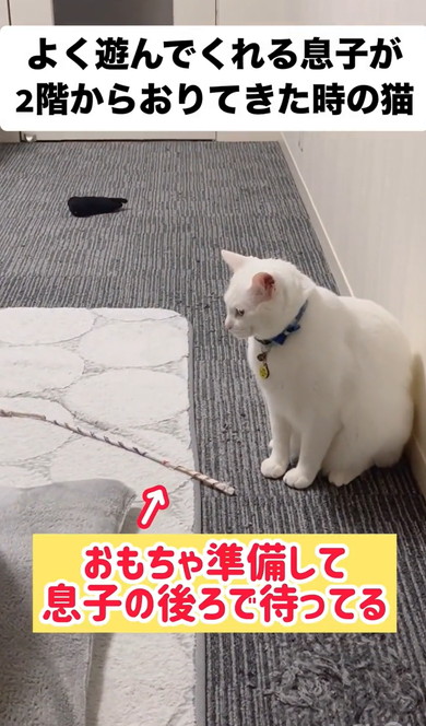 遊んでくれるのを待つ猫