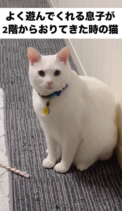 遊んでくれるのを待つ猫