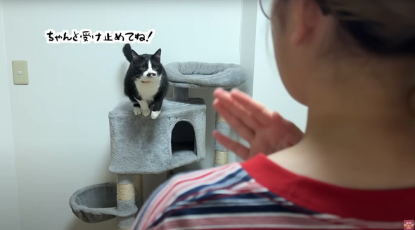 距離感バグってるネコ