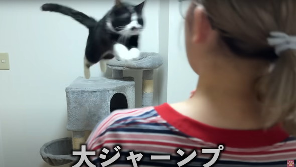 距離感バグってるネコ