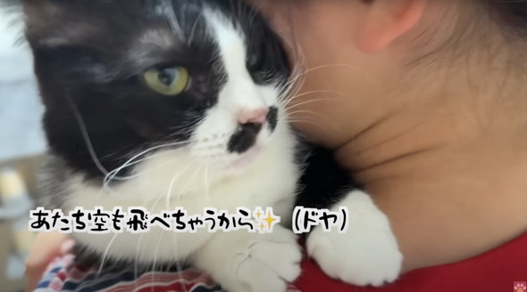 距離感バグってるネコ