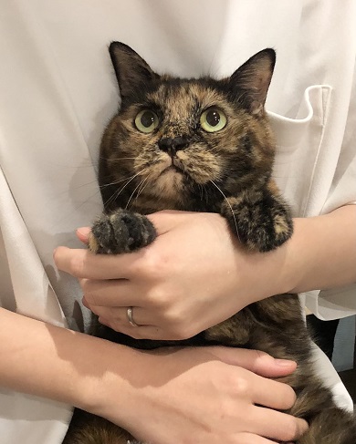 目を丸くして愛らしい顔で写っているニャンコ