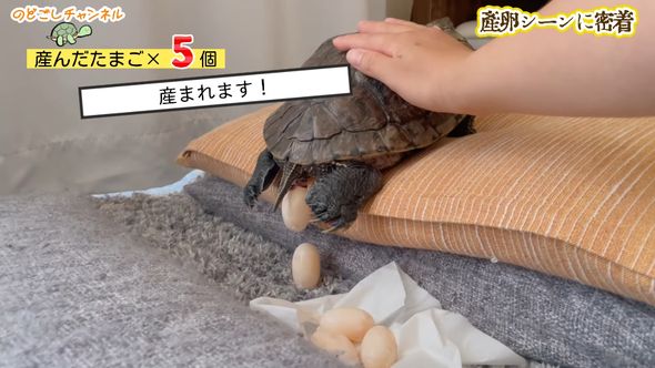 一緒に暮らしているミシシッピアカミミガメが産卵を始めたのでサポートする飼い主