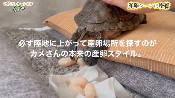 一緒に暮らしているミシシッピアカミミガメが産卵を始めたのでサポートする飼い主