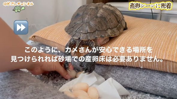 ミシシッピアカミミガメが産んだ卵を移動させる飼い主