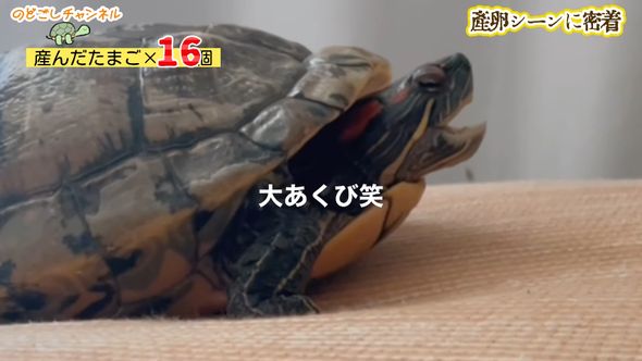 産卵を終えて大きなあくびのような動作をするミシシッピアカミミガメ