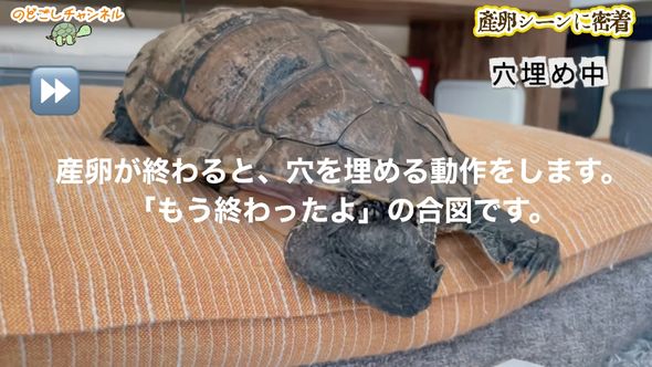 穴を埋めるような動作をするミシシッピアカミミガメ