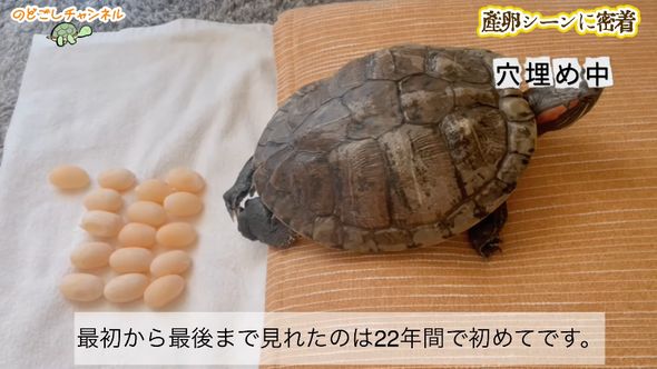 飼い主がミシシッピアカミミガメの産卵を最初から最後まで見たのは22年間で初のこと