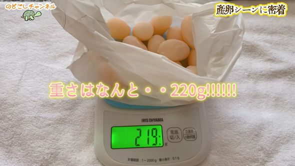ミシシッピアカミミガメが産んだ16個の卵の総重量は約220グラム
