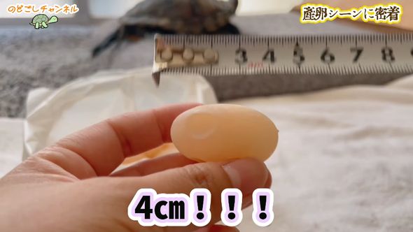 ミシシッピアカミミガメが産んだ卵の大きさは約4センチ