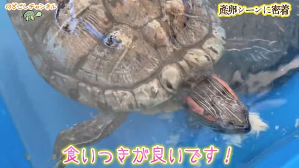 産卵を終えて餌に勢いよくかぶりつくミシシッピアカミミガメ