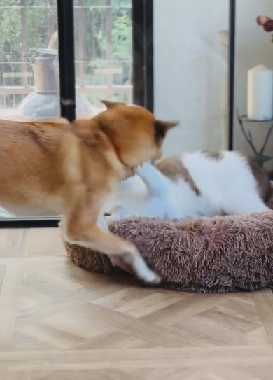 クッションで寝る猫ちゃんと抗議するワンコ