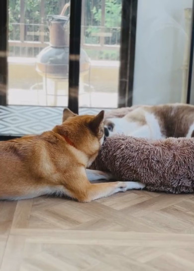 クッションで寝る猫ちゃんと抗議するワンコ