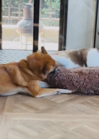 クッションで寝る猫ちゃんと抗議するワンコ