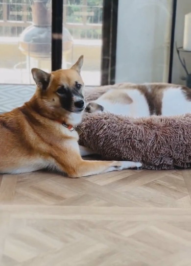 クッションで寝る猫ちゃんと抗議するワンコ