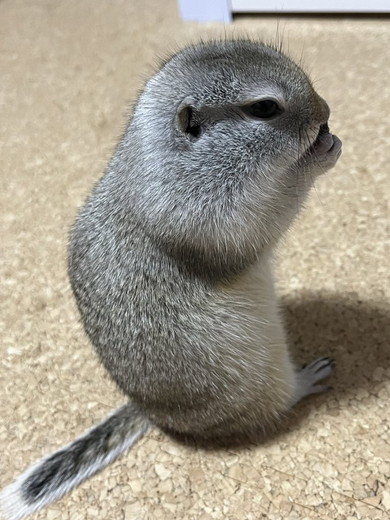 ごはん食べてるリス