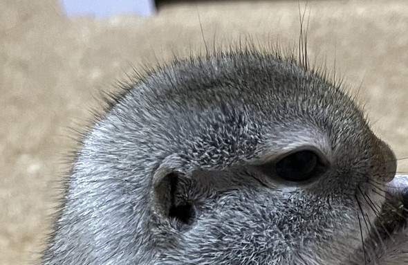 リスの頭アップ