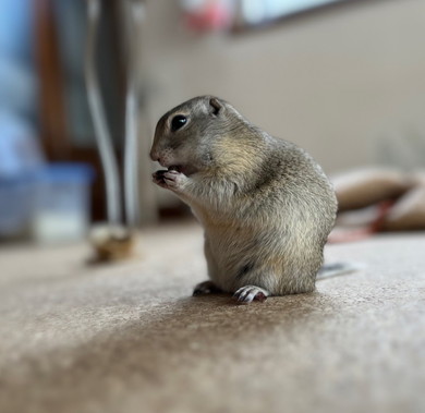ごはん食べてるリス横顔