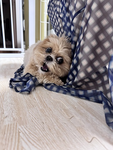 大好きな友達に帰ってほしくないため必死の形相で止めようとするワンコ