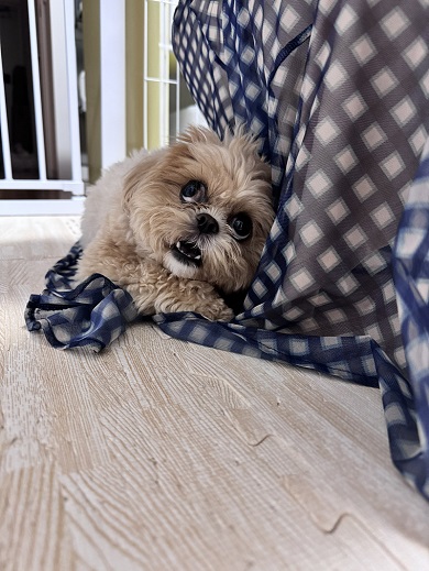 大好きな友達に帰ってほしくないため必死の形相で止めようとするワンコ