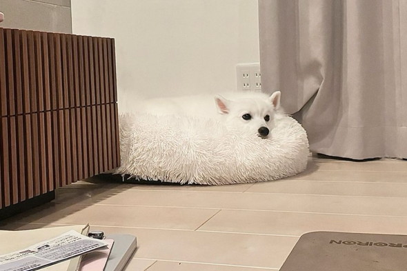 ワンコが乗っているクッション