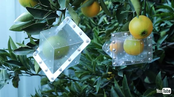 未成熟の果実に装着